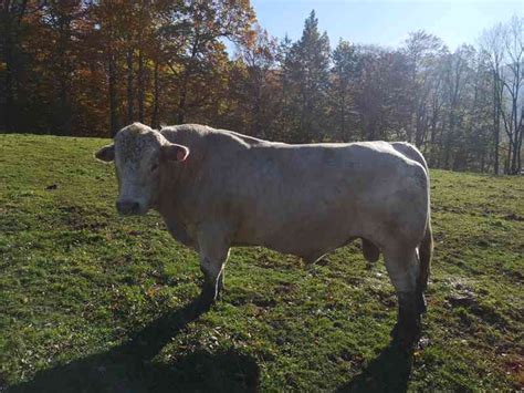 portrét plemenného býka Charolais