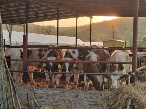 moderná farma s hovädzím dobytkom