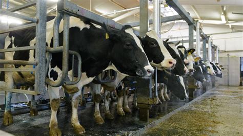 Ilustrácia dojnice plemena Holštajn