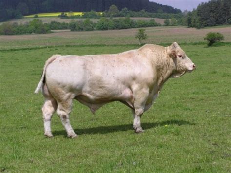 Býk plemena Charolais