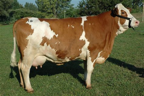 Slovenský strakatý dobytok