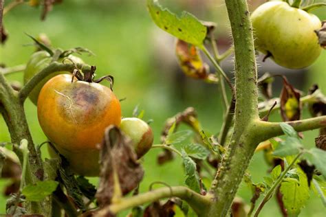 choroba plesne zemiakovej na paradajkách