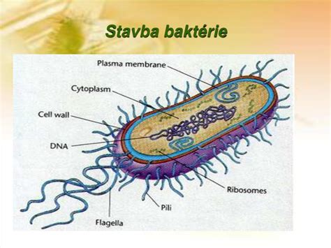 Štruktúra bunky baktérie