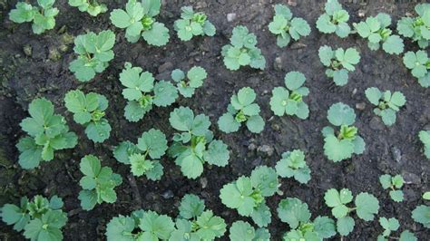 Ilustrácia výsevu semien jahôd