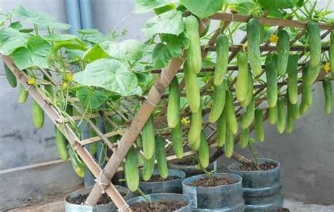 Ilustrácia ideálneho stanovišťa pre uhorky - slnečné a chránené