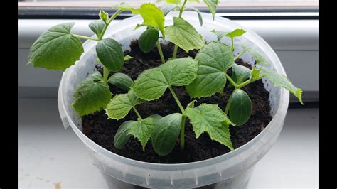 Predpestované priesady uhoriek v kvetináčoch