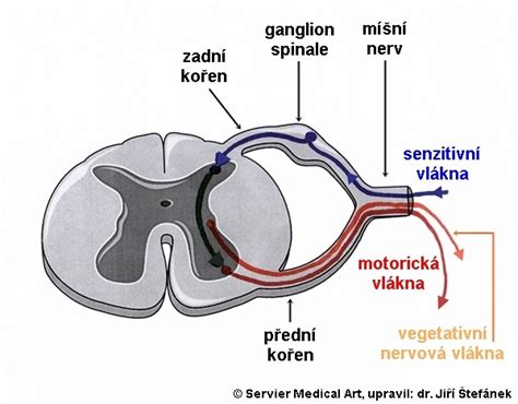 Schéma fungovania nervových reflexov