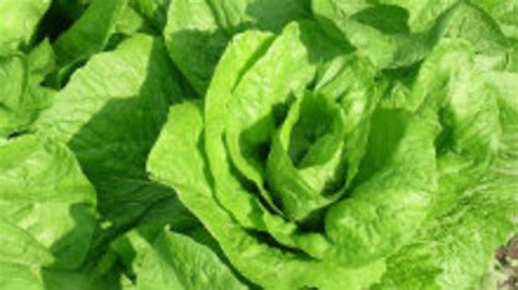 História hlávkového šalátu