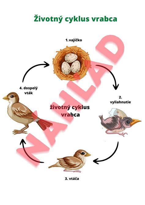 Životný cyklus ľaliovníka cibuľového