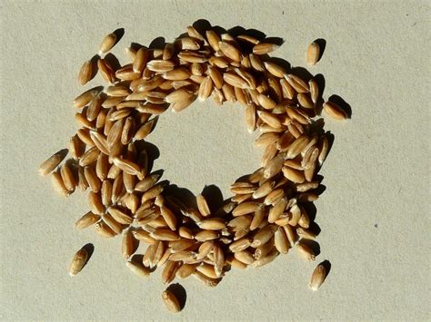 Špaldové zrno a jeho časti