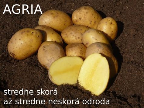 Ilustračné foto zemiakov odrody Agria