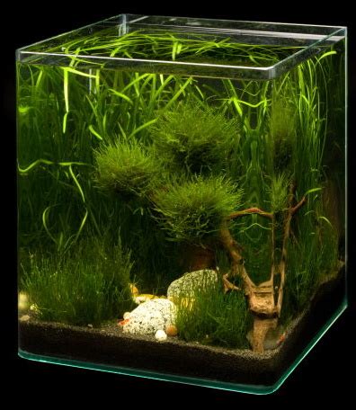 Nano akvárium pre krevety