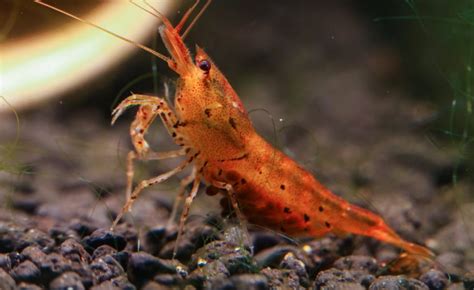 Rôzne druhy akváriových kreviet