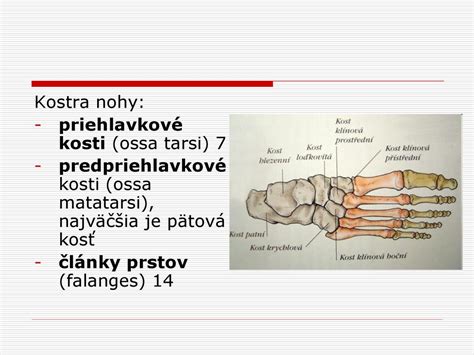 Pes žuvajúci kačaciu kosť