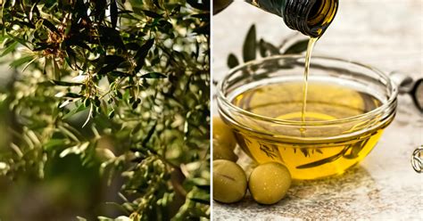 Infografika o zložení extra panenského olivového oleja