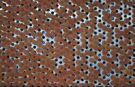 Proces umelého výteru pstruha dúhového