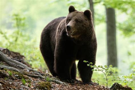 Porovnanie bieleho a hnedého šampiňónu