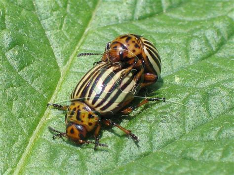 Vzhľad pásavky zemiakovej - dospelý jedinec a larva