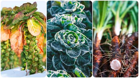 Ilustrácia mrazu na rastlinách