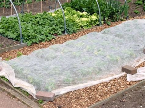 Ilustrácia rastlín prikrytých netkanou textíliou