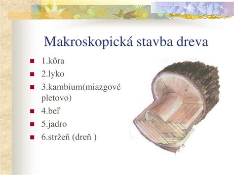 Štruktúra gaštanového stromu