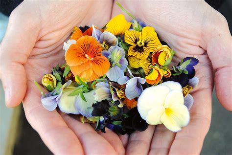 Jedovaté kvety vs. jedlé kvety