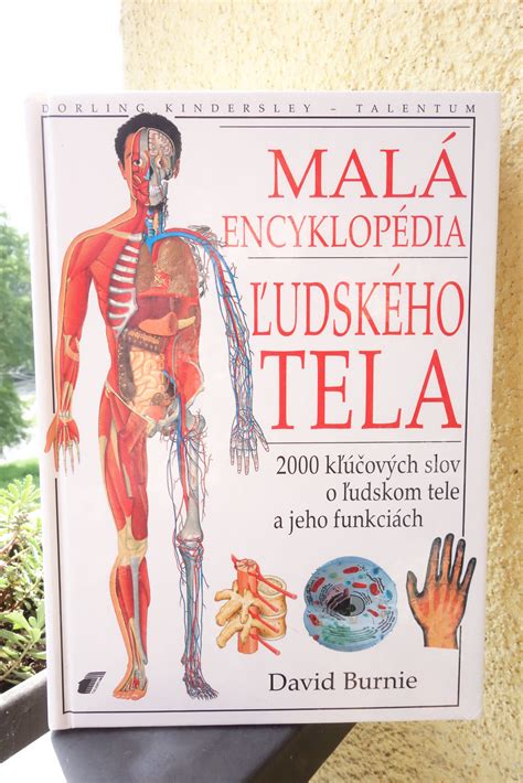 Ilustrácia bránice ľudského tela