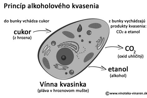 Ilustrácia kvasenia vína