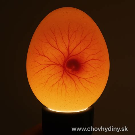 Presvecovanie husacích vajec na kontrolu vývoja embrya