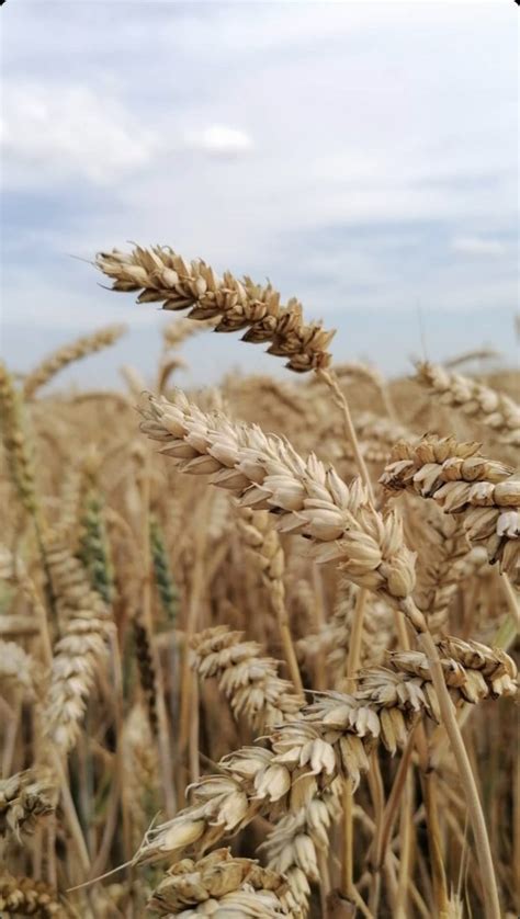 Typy pšeničnej múky