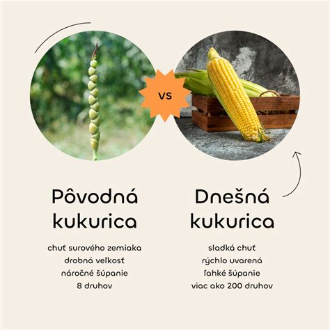 Porovnanie zemiakov a kukurice