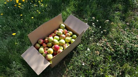 Ilustrácia rozdielu medzi odrodou a klonom jablka