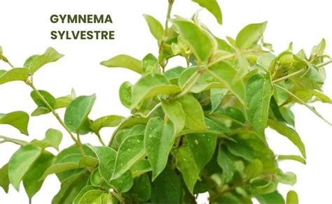 Ilustrácia rastliny Gymnema sylvestre
