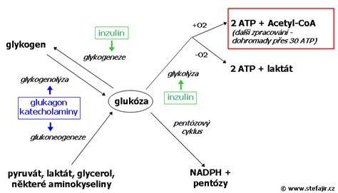 Schéma pôsobenia Gurmaru na metabolizmus cukrov