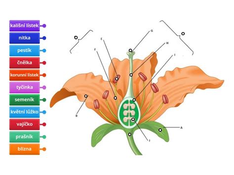 Detail jedlého oblátkového kvetu