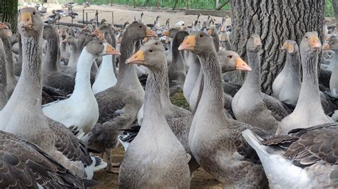 Tabuľka porovnávajúca vlastnosti kačice a husi