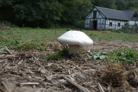 Hubová záhradka na pestovanie šampiňónov