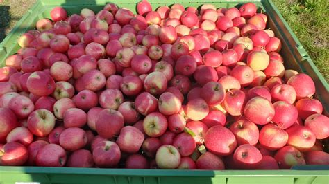 Čerstvé jablká na prípravu plnky