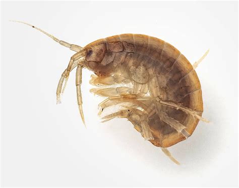 Obrázok sladkovodného kôrovca Gammarus pulex