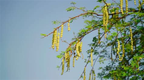 Ilustrácia rôznych druhov škodcov akácie