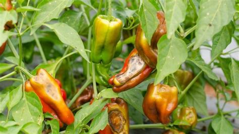 Ilustrácia opelenia kvetu papriky