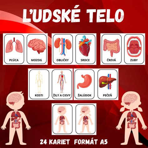 Ľudské telo a príjem tekutín