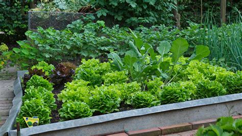 Záhon s rôznymi druhmi zeleniny, vrátane kapusty a byliniek