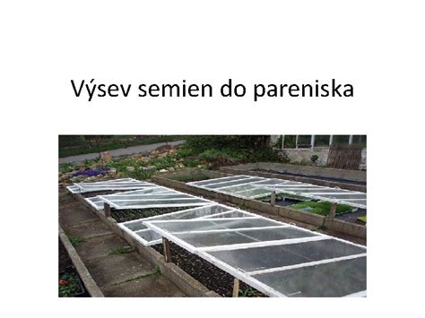 Výsev semien kapusty do pareniska