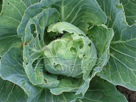 Škodcovia na kapuste: mlynárik kapustový a vošky