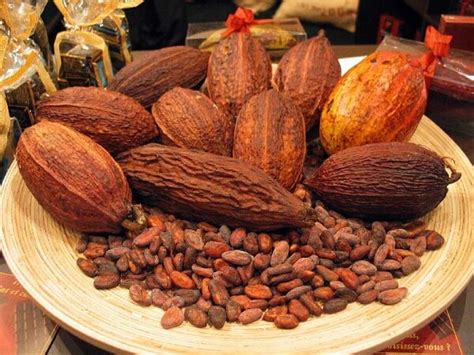 Štruktúra kakaového bôbu s antioxidantmi