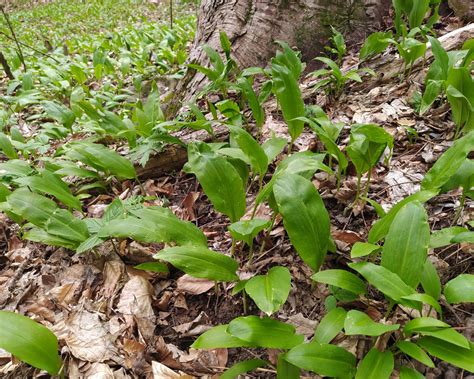medvedí cesnak v lese