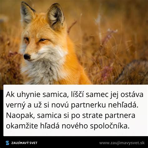 Fotografia bojujúcich samcov sajgy tatárskej