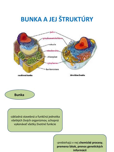 Ilustrácia štruktúry šampiňónu