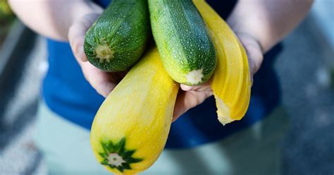 Ilustračná fotka cukety